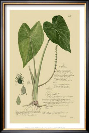 Aroid Plant I by A. Descubes Pricing Limited Edition Print image