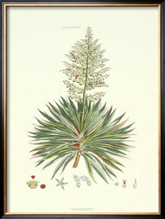 The Yucca Plant by John Miller (Johann Sebastien Mueller) Pricing Limited Edition Print image