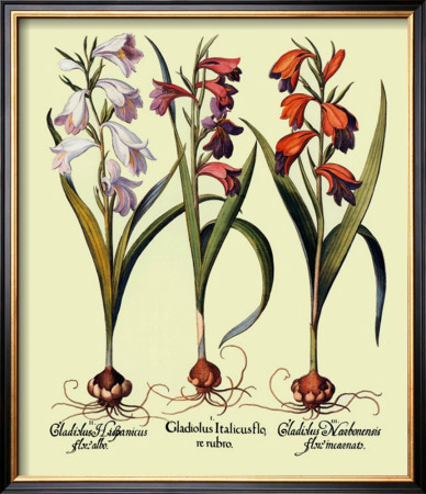 Botanical Iii by Basilius Besler Pricing Limited Edition Print image
