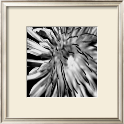 Contrasting Floral Iii by Jean-François Dupuis Pricing Limited Edition Print image