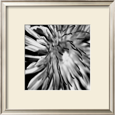 Contrasting Floral Iii by Jean-Francois Dupuis Pricing Limited Edition Print image