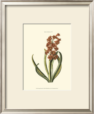 Antique Hyacinth V by Christoph Jacob Trew Pricing Limited Edition Print image