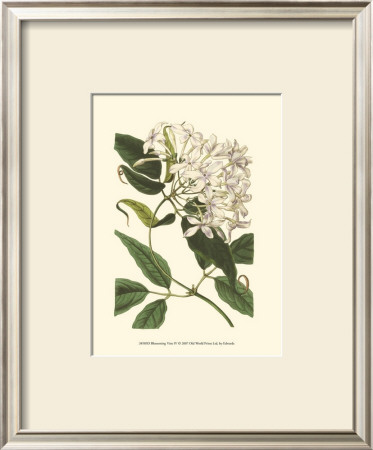 Blossoming Vine Iv by Sydenham Teast Edwards Pricing Limited Edition Print image