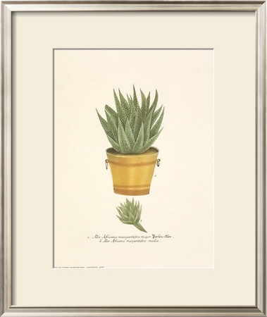 Cacti In A Yellow Pot by Johann Wilhelm Weinmann Pricing Limited Edition Print image