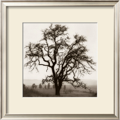 Country Oak Tree by Alan Blaustein Pricing Limited Edition Print image