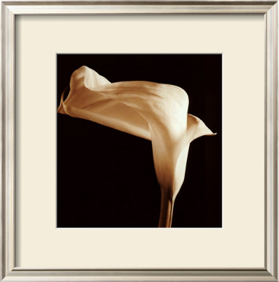 Lily by Michael Harrison Pricing Limited Edition Print image