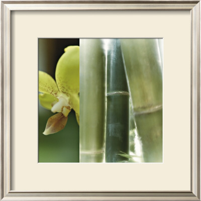 Bamboo Iii by Jennifer Broussard Pricing Limited Edition Print image