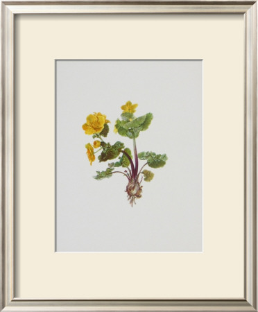 Marsh Marigold by Moritz Michael Daffinger Pricing Limited Edition Print image
