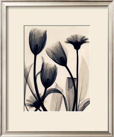 Tulip And Daisy by Judith Mcmillan Pricing Limited Edition Print image