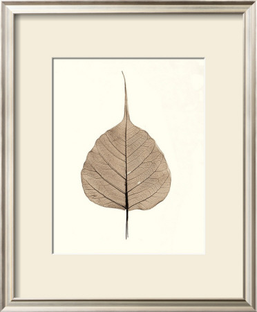 India Ficus by Alan Blaustein Pricing Limited Edition Print image