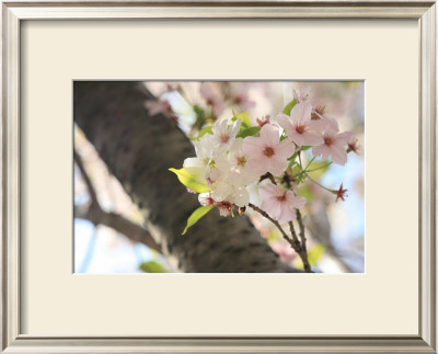 Japanese Cherry Blossom, Sakura I by Ryuji Adachi Pricing Limited Edition Print image