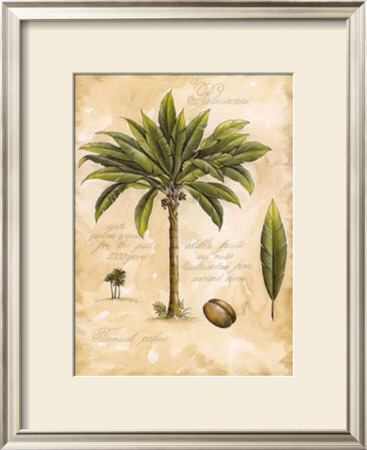 Tropical Palm Ii by Tricia Harrison Pricing Limited Edition Print image