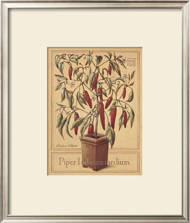 Piper Indicum Medium by Vivien White Pricing Limited Edition Print image
