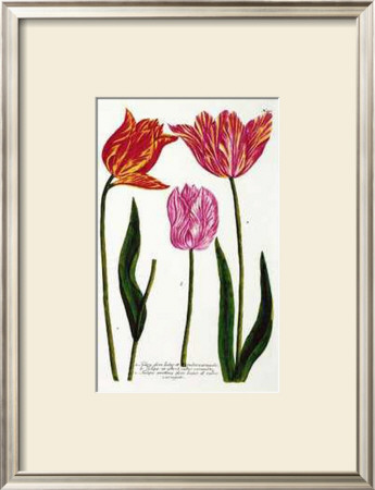 Three Veriegated Tulips by Johann Wilhelm Weinmann Pricing Limited Edition Print image