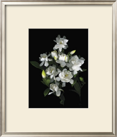 Gardenia by Susan Barmon Pricing Limited Edition Print image