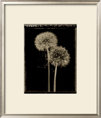 Dandelions by Lynne Jaeger Weinstein Pricing Limited Edition Print image