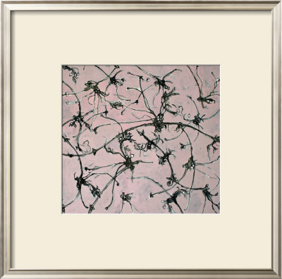 Black Clematis On Pink by Jane Hansford Pricing Limited Edition Print image