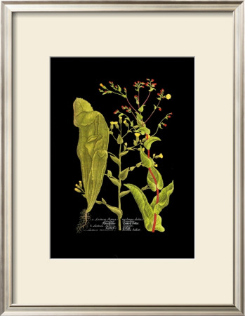 Weinmann Botanical On Black Viii by Johann Wilhelm Weinmann Pricing Limited Edition Print image