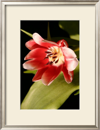 Red Tulip Ii by Renee Stramel Pricing Limited Edition Print image