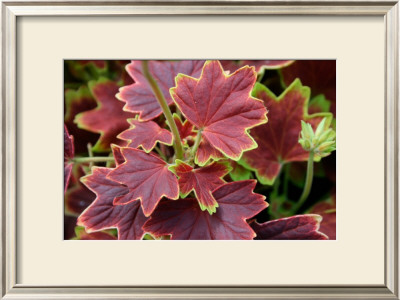 Leafy Matter by Antonia Illsley Pricing Limited Edition Print image