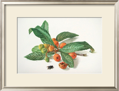Medlar And Fruit by Carlos Von Riefel Pricing Limited Edition Print image