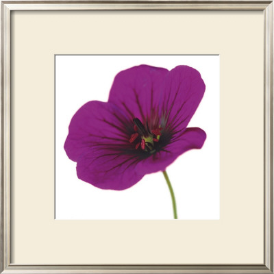 Geranium Cinereum by Tim Smith Pricing Limited Edition Print image