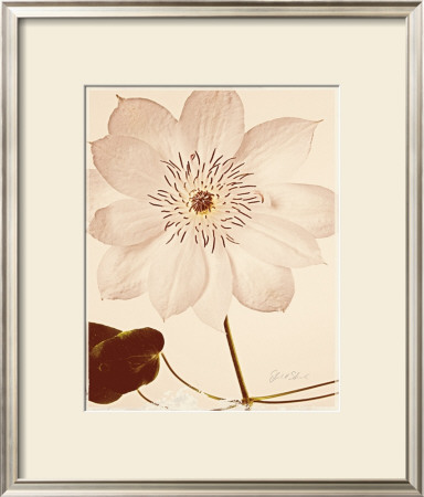 White Clematis by Deborah Schenck Pricing Limited Edition Print image