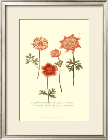 Anemone I by Johann Wilhelm Weinmann Pricing Limited Edition Print image