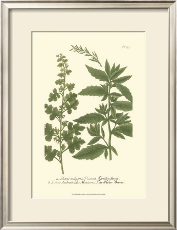 Leaves Iii by Johann Wilhelm Weinmann Pricing Limited Edition Print image