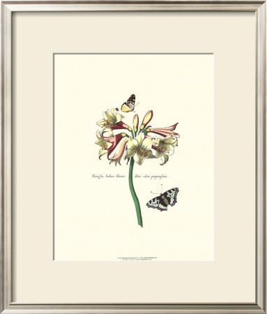 Butterflies And Blossoms Ii by Johann Theodore De Bry Pricing Limited Edition Print image