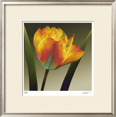 Flame Tulip Ii by Robert Mertens Pricing Limited Edition Print image