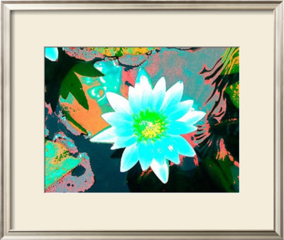 Water Lily by Lucas Goldfinger Pricing Limited Edition Print image