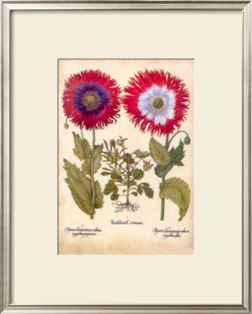 L'herbier Viii by Basilius Besler Pricing Limited Edition Print image