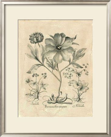 Besler Peonie Ii by Basilius Besler Pricing Limited Edition Print image