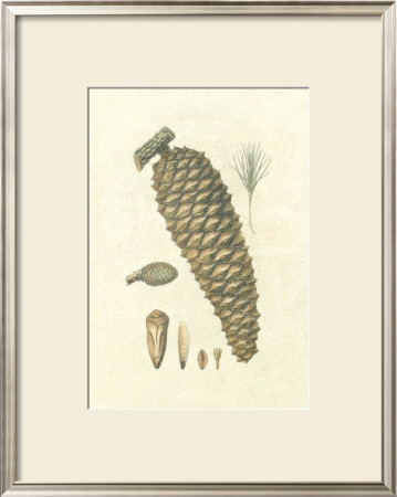 Crackled Woodland Pinecones Iv by Silva Pricing Limited Edition Print image