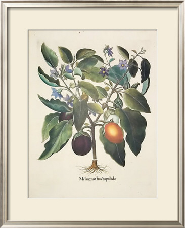 Aubergines by Basilius Besler Pricing Limited Edition Print image