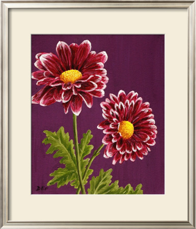 Purple And White Chrysanthemums by Elise Ferguson Pricing Limited Edition Print image