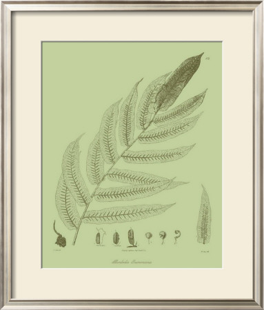 Fresh Ferns Iii by Samuel Curtis Pricing Limited Edition Print image
