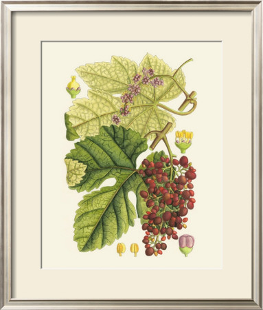 Crimson Berries Iii by Samuel Curtis Pricing Limited Edition Print image