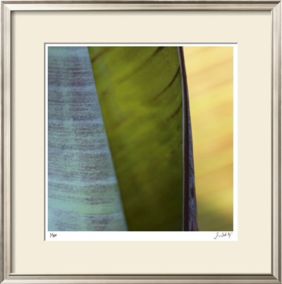 Banana Leaves I by Joy Doherty Pricing Limited Edition Print image