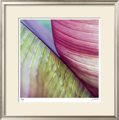 Banana Leaves Ii by Joy Doherty Pricing Limited Edition Print image