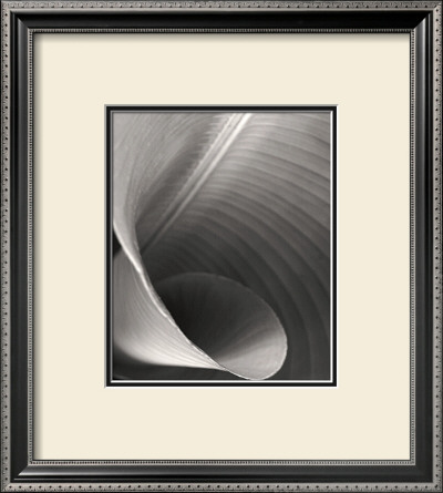 Curled Frond by Deb Garlick Pricing Limited Edition Print image