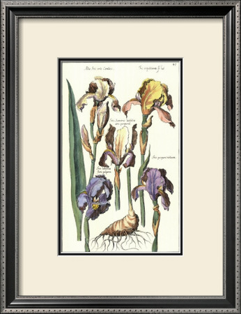 Iris Iii by Emanuel Sweerts Pricing Limited Edition Print image