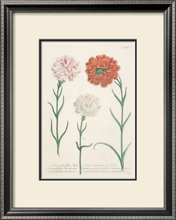 Carnations by Johann Wilhelm Weinmann Pricing Limited Edition Print image