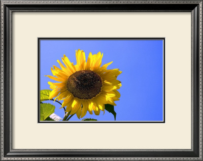 Sunflower Splendor by Stephen Lebovits Pricing Limited Edition Print image