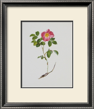 French Rose by Moritz Michael Daffinger Pricing Limited Edition Print image