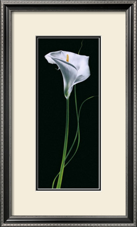 Calla Lily by Andrea Fontana Pricing Limited Edition Print image