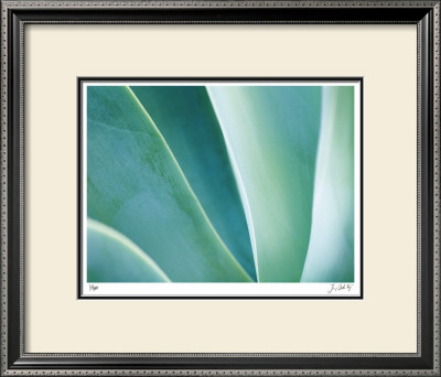 Agave Ii by Joy Doherty Pricing Limited Edition Print image