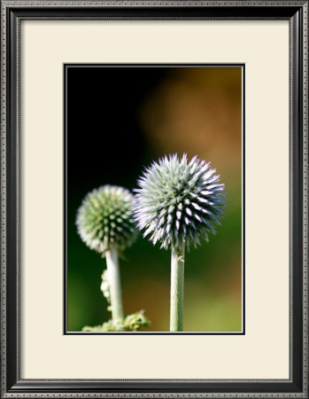 Thistle by Antonia Illsley Pricing Limited Edition Print image