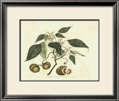 Delicate Botanical Ii by Samuel Curtis Pricing Limited Edition Print image